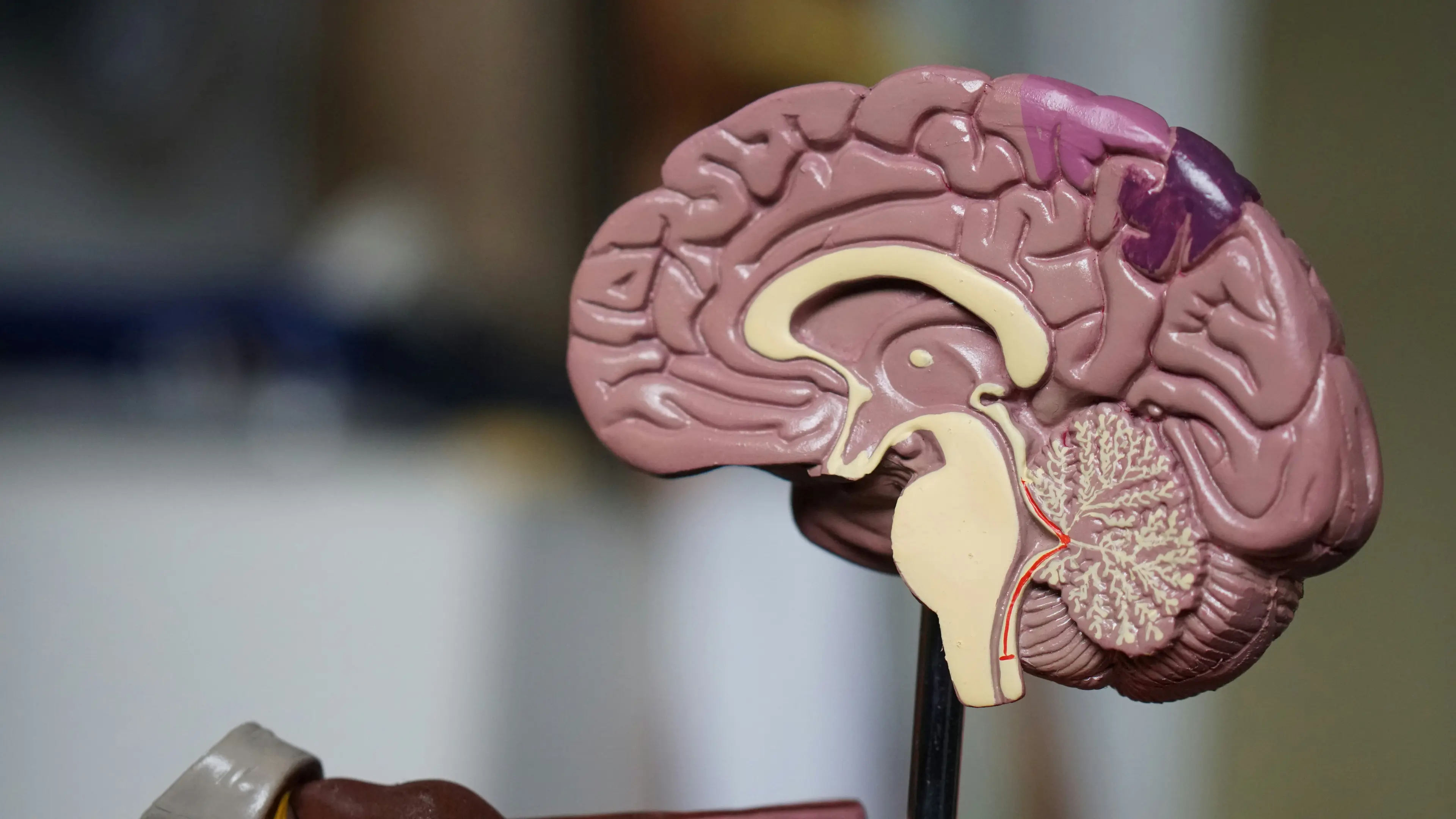 Anatomisches Modell eines menschlichen Gehirns im Sagittalschnitt – Neurowissenschaft der Selbsthypnose